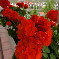 اجاره ویلا/سالیانه/مبله/دوبلکس/گلخندان|اجارهٔ خانه و ویلا|بومهن, |دیوار