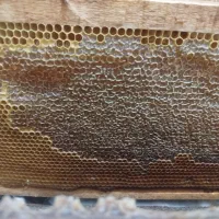 عسل و موم طبیعی|خوردنی و آشامیدنی|زرند, |دیوار