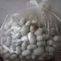 پیله کرم ابریشم