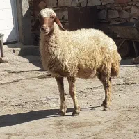 فروش یکی شک جوان سالم سرحال آبستن سنجابی|حیوانات مزرعه|اسلام‌‌آباد غرب, |دیوار
