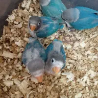 کوتوله سرلاکی|پرنده|بجستان, |دیوار