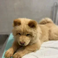 سگ چاو چاو|سگ|کرمان, |دیوار