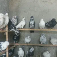 فروش فوری تعدادی کبونر پرش بالا|پرنده|ابریشم, |دیوار