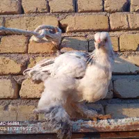 4 عدد جوجه پاپر