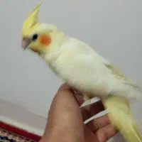 عروس هلندی نر|پرنده|دورود, |دیوار