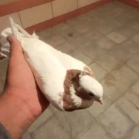 کبوتر طوقی کوار|پرنده|طسوج, |دیوار