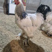 خروس برهما لایت و بلو لایت|حیوانات مزرعه|تهران, مولوی|دیوار