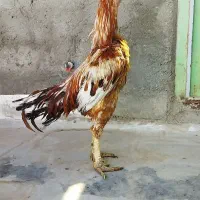 خروس لاری نسل دار دونگ بالا