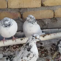 کفتر|پرنده|قم, ولیعصر|دیوار