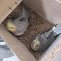 یک جفت عروس هلندی مولد خوشگل