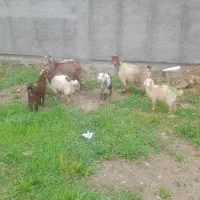 دوراس بز جوان و دوقلو