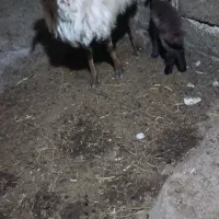 گوسفندبا بره نربفروش میرسد|حیوانات مزرعه|اهر, |دیوار