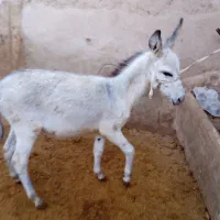 فروش کره الاغ نر.خر