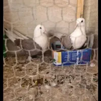 خرید کود کبوتر