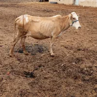 2 رس گاو دورگ محلی با گوساله