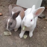 خرگوش نر و ماده|موش و خرگوش|بندر ترکمن, |دیوار