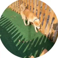 اکیتاژاپنی فوری