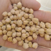 نخود تمیز بوجاری شده