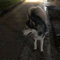 سگ هاسگی مالاموت|سگ|رشت, رودباری|دیوار