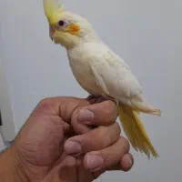 عروس هلندی  کاملا دستی  و فنج گلدین نر بخون