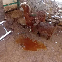 ۱عدد بزجوان  ننه بالا  برای نگه داشتن