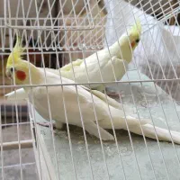 عروس هلندی