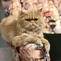 گربه گم شده