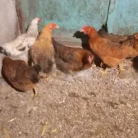 ده عدد مرغ هفت ماهه طبیعی تخم گذار