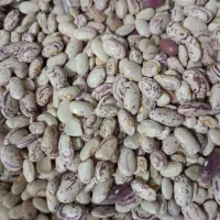 لوبیا چیتی درجه یک|عمدهفروشی|زاغه, |دیوار