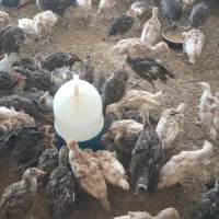 فروش بوقلمون ۷۰روزه برنزو بوربورن