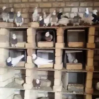 کبوتر طوقی|پرنده|ورزنه, |دیوار