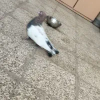 کفتر سینه نر|پرنده|ملکآباد, |دیوار