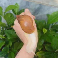 حلزون آچاتینا برای پرورش و سلامت پوست|خزنده|خوی, |دیوار