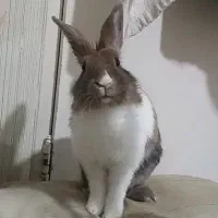 گمشده اسمش تینگی نژاد جرسی،|حیوانات|ماهدشت, |دیوار