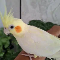 عروس هلندی لوتینو دستی