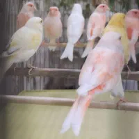 قَناری رَنگی