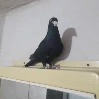 کبوتر نر کلاغ