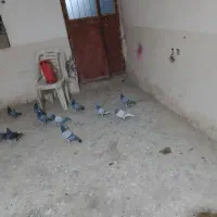 گفتر سبز ومگس