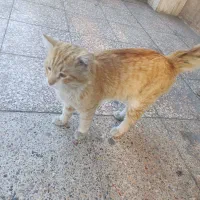 گربه پیدا شده|حیوانات|بندرعباس, |دیوار