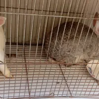 خرگوش نر و ماده