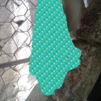 کبوتر|پرنده|بم, |دیوار