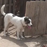 سگ.|سگ|کبودرآهنگ, |دیوار