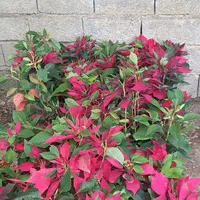 هرصکاری گلکاری نهال کاری قطع وخریددرخت درمحل