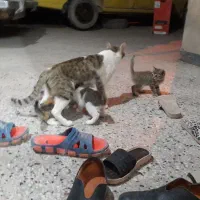 بچه گربه اشمیت فرانسوی