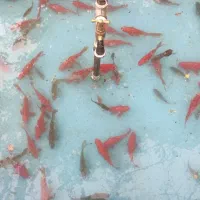 ماهی بالغ سالم