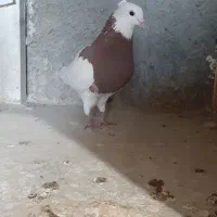 کبوتر طوقی نر سرخ