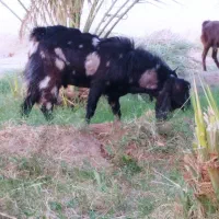 یک نری فروشی|حیوانات مزرعه|فهرج, |دیوار