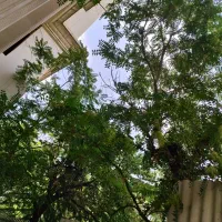 کلنگی-280-متر-دوکله-واقع-در-نیاوران