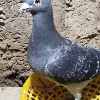 مسافتی پلاکی