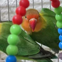 کوتوله سبز|پرنده|شاهین‌شهر, سعدی جنوبی|دیوار